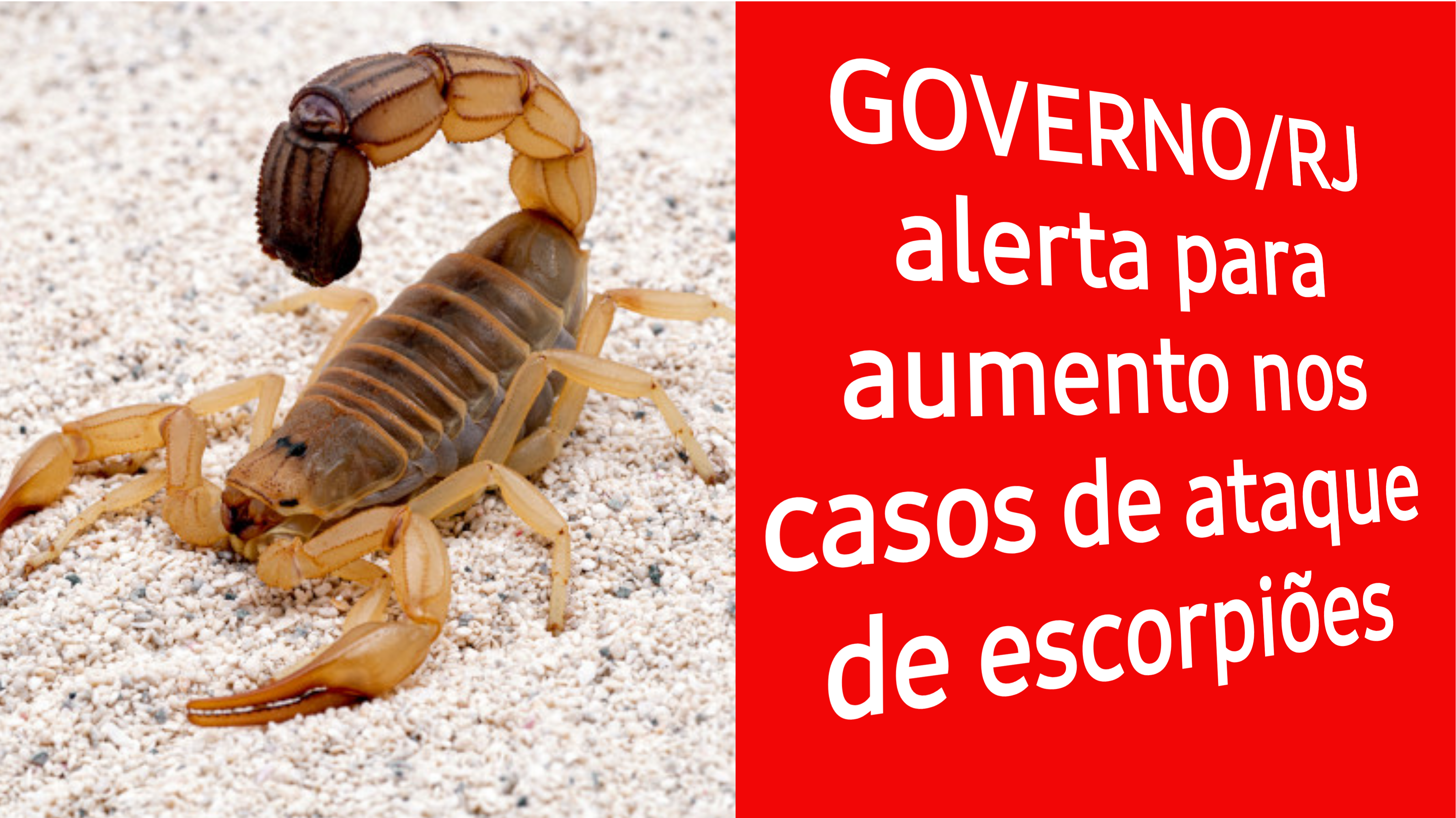 GOVERNO/RJ alerta para aumento nos casos de ataque de escorpiões