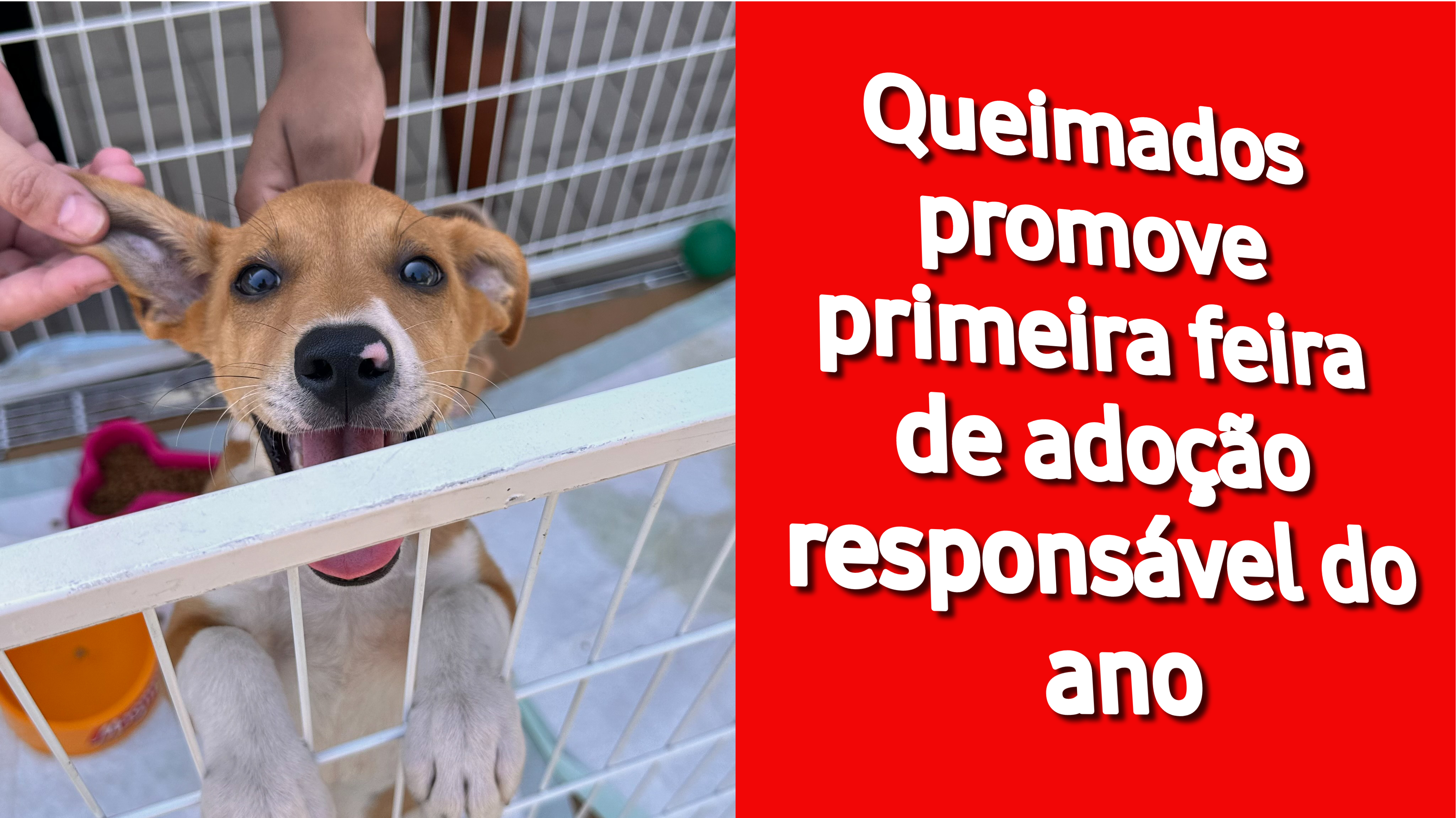 Queimados promove primeira feira de adoção responsável do ano
