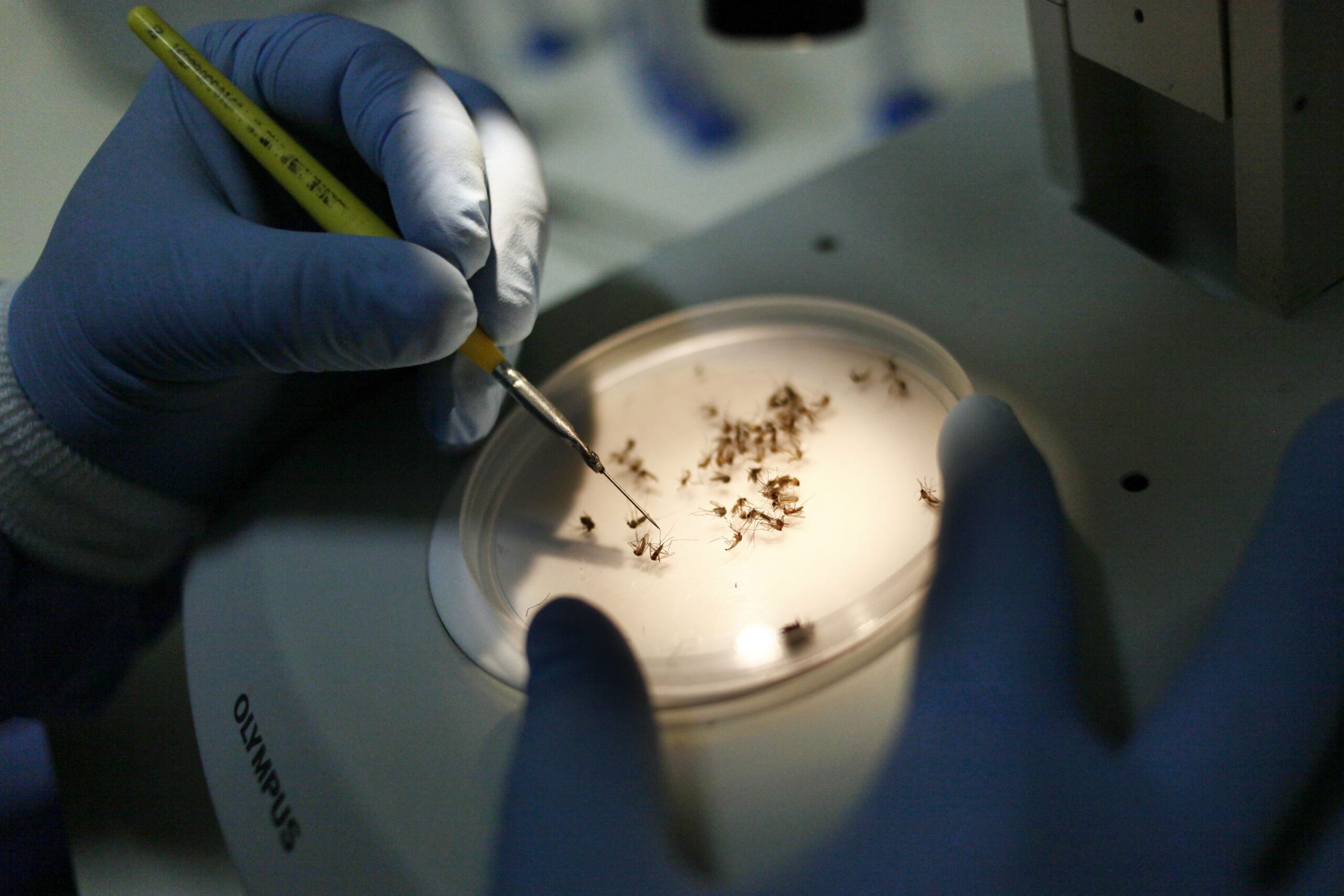 Lacen está preparado para possível aumento de casos de dengue no estado do RJ