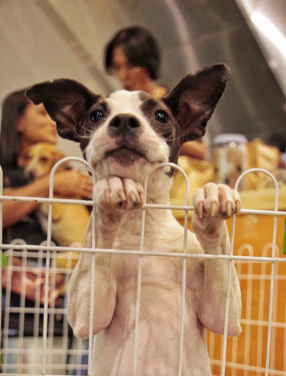 Campanha de Adoção de Cães e Gatos marca o início de novas histórias em Nova Iguaçu